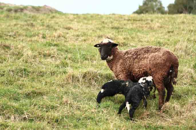 newborn lambs 2